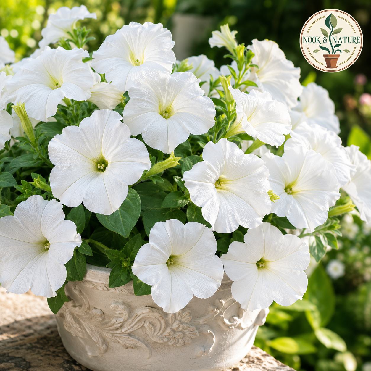 Petunia Grandiflora White Flower Seeds