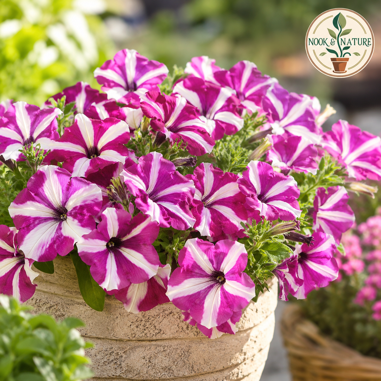Petunia Ultra Star Flower Seeds