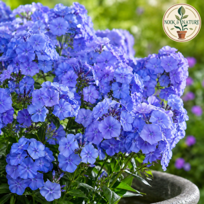 Phlox Beauty Blue Flower Seeds