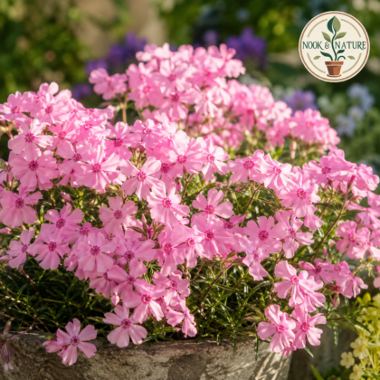 Phlox Beauty Leopoldii Pink Flower Seeds