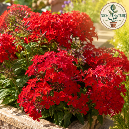 Phlox Beauty Red Flower Seeds