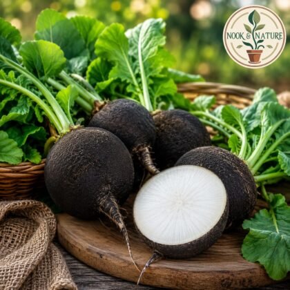 Radish Imported Black Tondo Seeds