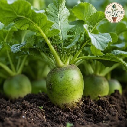 Radish Imported Green Paradise Seeds