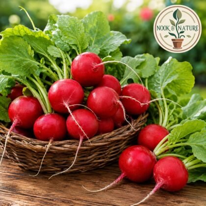 Radish Imported Scarlet Red Globe Seeds