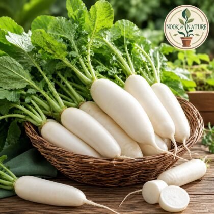 Radish Oval De Munich Seeds
