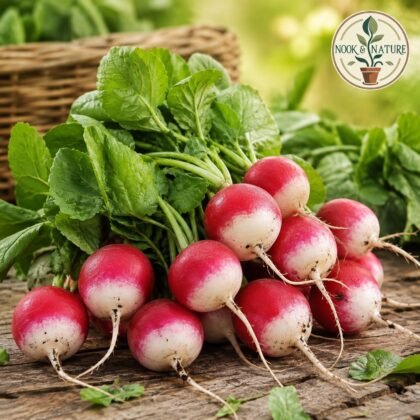 Radish Tondo Half Red Seeds