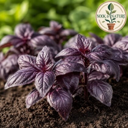 Red Basilicum Herb Seeds