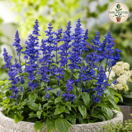Salvia Farinacea Blue Flower Seeds