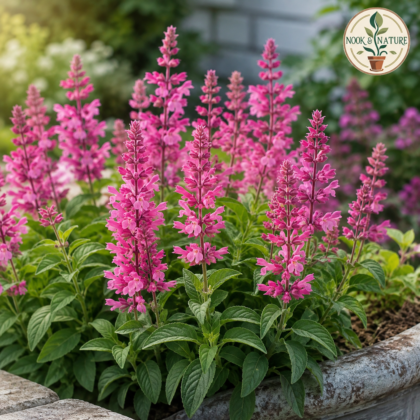 Salvia Pink Flower Seeds