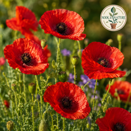 Shirley Poppy Red Flower Seeds