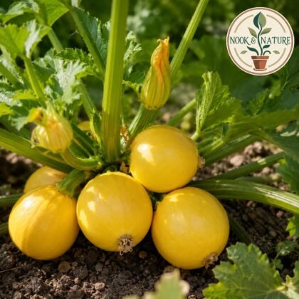 Squash American Round Yellow Seeds