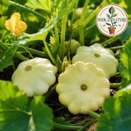 Squash Pattison Pan Seeds