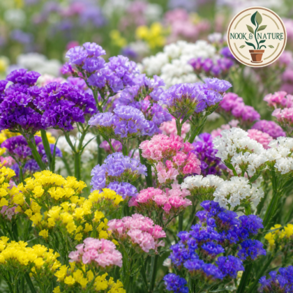 Statice Pacific Mixed Flower Seeds