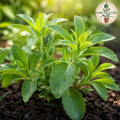 Stevia Sweet Leaves Herb Seeds