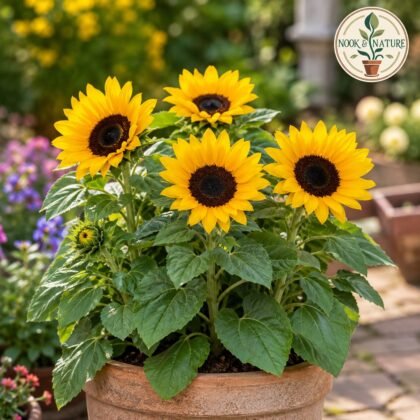 Sunflower Sunspot Dwarf Flower Seeds
