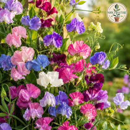 Sweet Pea Bonanza Mixed Flower Seeds