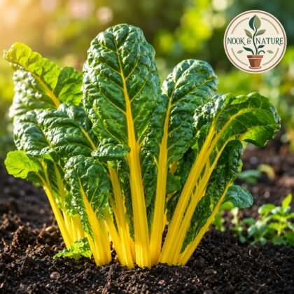 Swiss Chard Bright Yellow Seeds