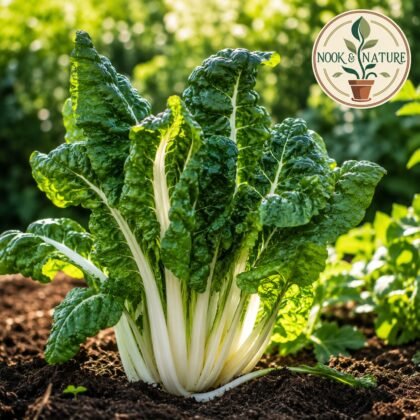 Swiss Chard Mangolo Lucullus Seeds