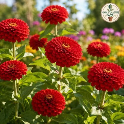 Tall Zinnia Red Flower Seeds
