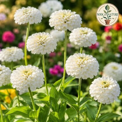 Tall Zinnia White Flower Seeds