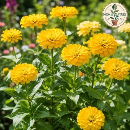Tall Zinnia Yellow Flower Seeds