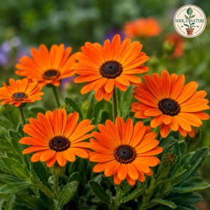 Venidium Orange Cape Daisy Flower Seeds