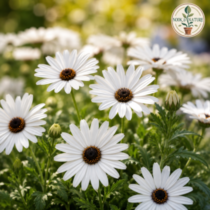 Venidium White Cape Daisy Flower Seeds