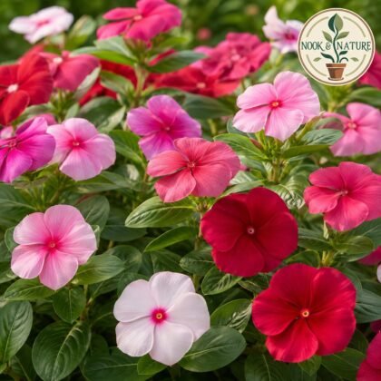 Vinca Rosea Cranberry Mixed Flower Seeds