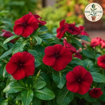 Vinca Rosea Deep Red Flower Seeds
