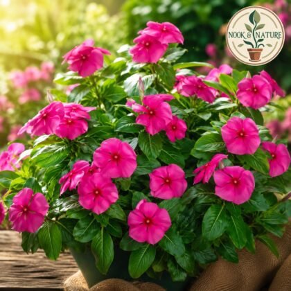 Vinca Rosea Magenta Flower Seeds