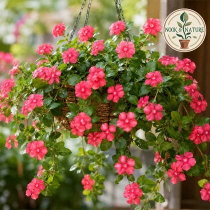 Vinca Rosea Trailing Strawberry Flower Seeds