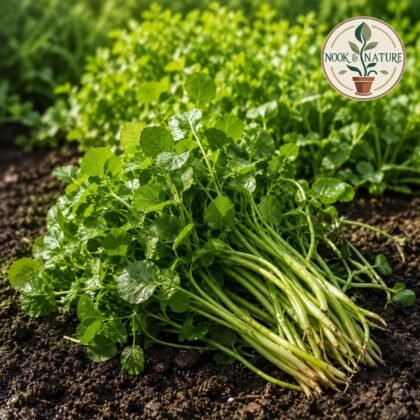 Watercress Herb Seeds