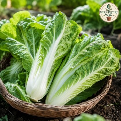 Wong Bok Chinese Cabbage Seeds