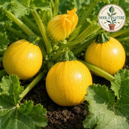 Zucchini Imported Round Yellow Seeds