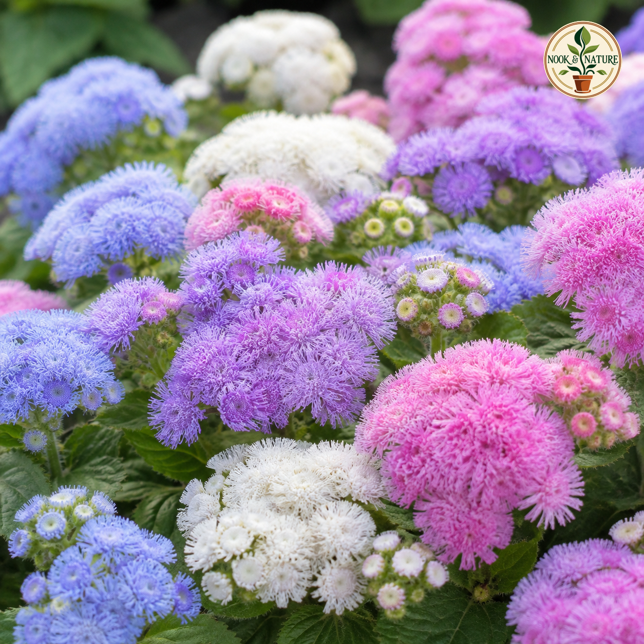 Ageratum Hawaii Mixed Flower Seeds - Nook & Nature