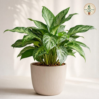 Aglaonema - Nook & Nature