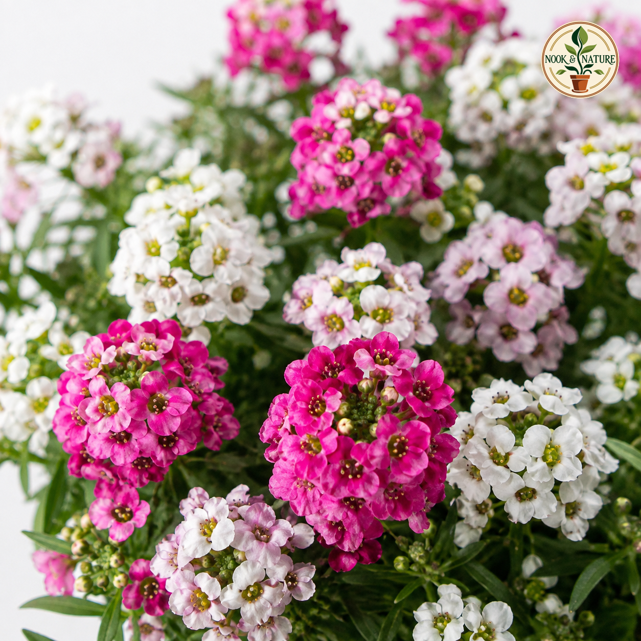 Alyssum Rosie O’Day Flower Seeds - Nook & Nature