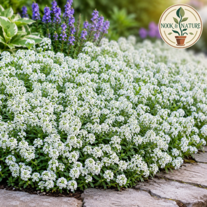 Alyssum Snow Carpet Flower Seeds - Nook & Nature