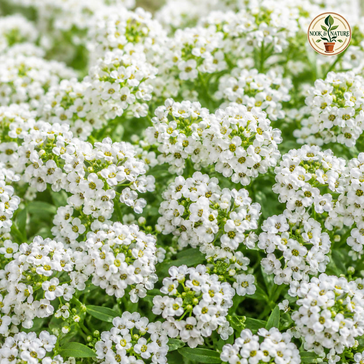 Alyssum Snow Carpet Flower Seeds - Nook & Nature