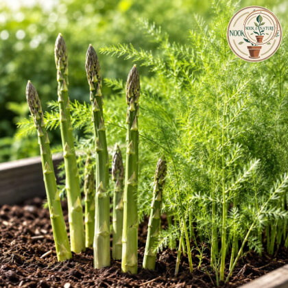 Asparagus Mary Washington Seeds - Nook & Nature