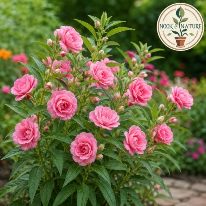 Balsam Rose Flower Seeds - Nook & Nature