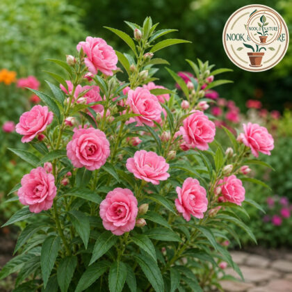 Balsam Rose Flower Seeds - Nook & Nature