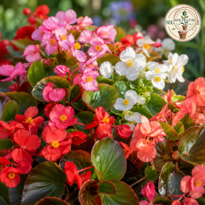 Begonia Semperflorens Mixed Flower Seeds - Nook & Nature