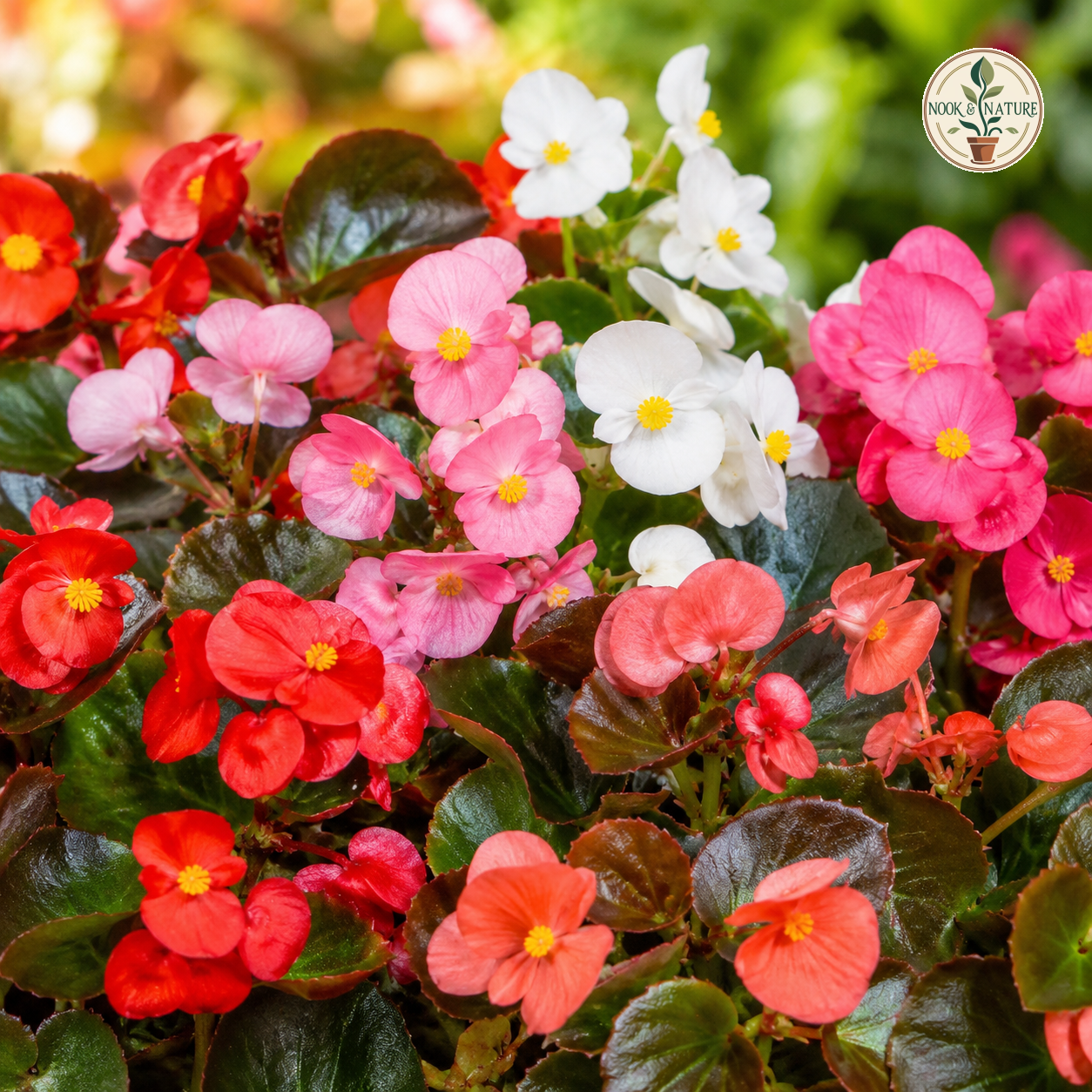 Begonia Semperflorens Mixed Flower Seeds - Nook & Nature