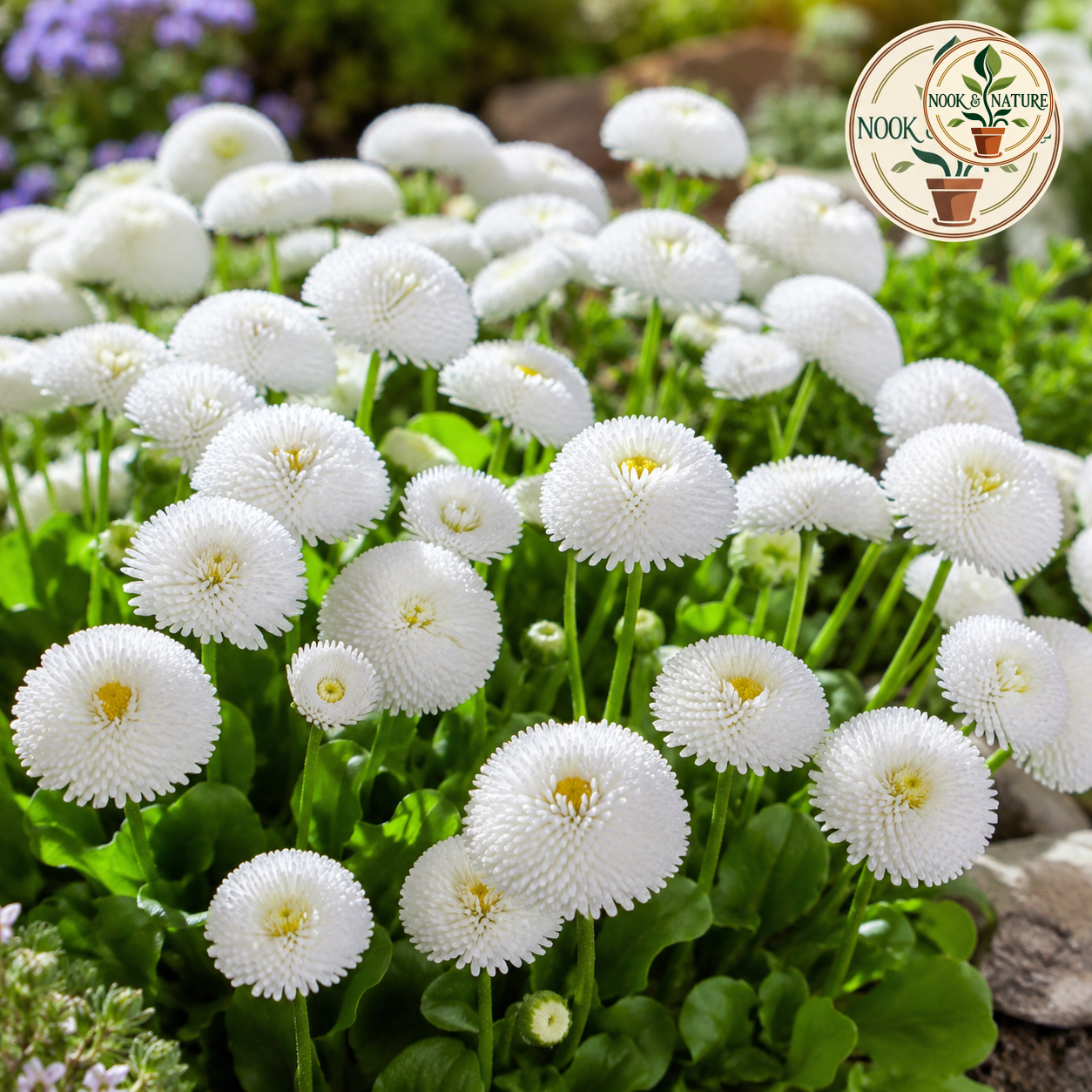 Bellis Perennis Daisy White Flower Seeds - Nook & Nature