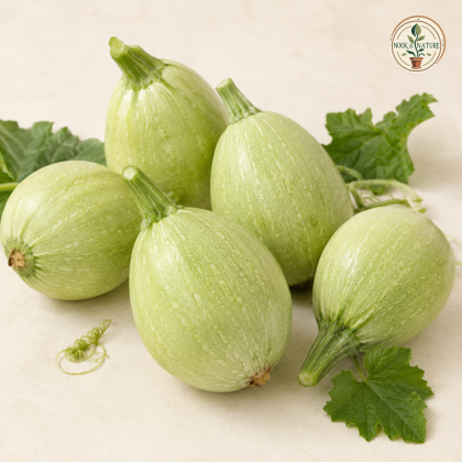 Chappan Kaddu (Summer Squash) Seeds - Nook & Nature