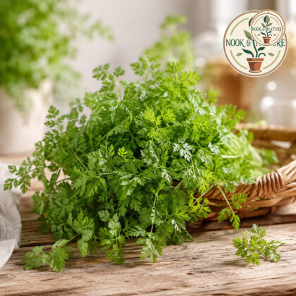 Chervil Herb Seeds - Nook & Nature