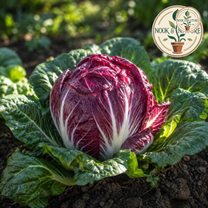 Chicory Rossa Di Verona Seeds - Nook & Nature