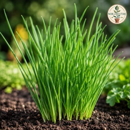 Chives Herb Seeds - Nook & Nature