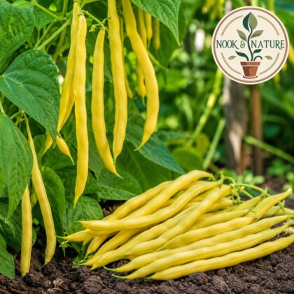 Climbing Beans Golden Wax Seeds - Nook & Nature